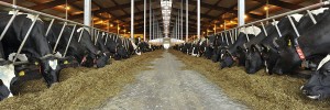 Dairy cattle in barn